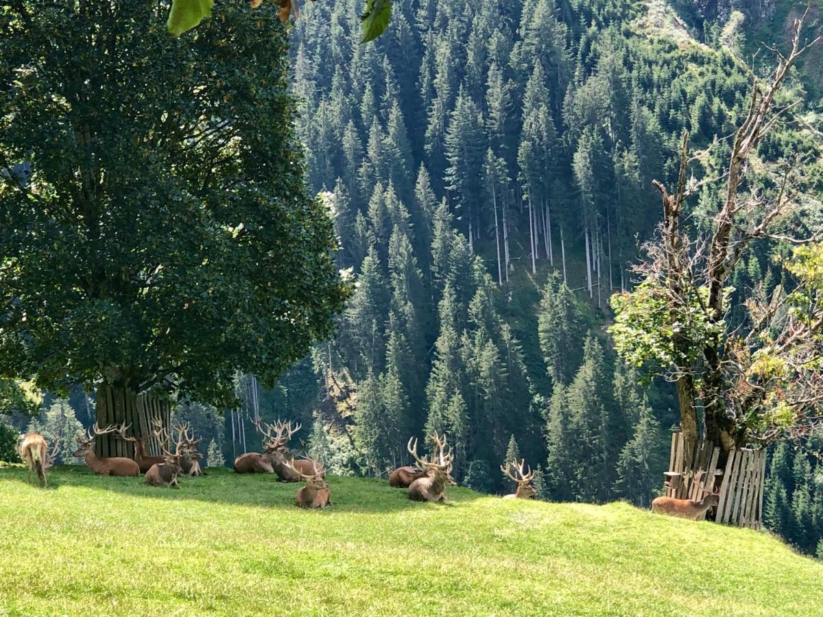 Apartment Haizelrock Kirchberg in Tirol